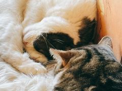 -猫小院猫主题餐厅(南锣旗舰店)