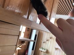 -猫的茶·猫咖