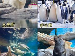 -海合安武汉极地海洋公园