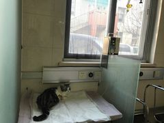 -北京观赏动物医院·24小时大型综合·猫专科·异宠专科