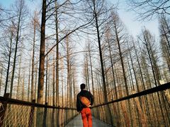 -黄海国家森林公园