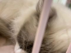 -藏猫猫咖啡主题馆(中央大道店)