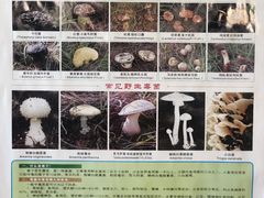 -菌海森林·非遗野生菌火锅(西山区滇池路摩根道店)
