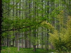 -黄海国家森林公园