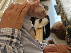 -平行世界·猫咖(首经贸店)