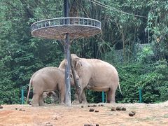 -广州长隆野生动物世界
