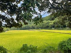 -韶山毛泽东同志故居