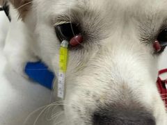 -东莞宠友24H宠物中心医院·转诊夜诊·异宠(新河北路院)