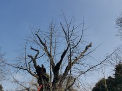 -上海佘山国家森林公园天马山园