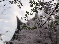 -武汉大学-樱园