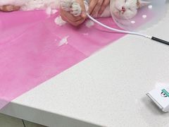 -北京观赏动物医院·24小时大型综合·猫专科·异宠专科