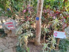 -中国科学院西双版纳热带植物园