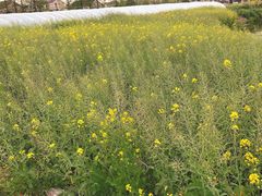 -喜杨洋草莓采摘园