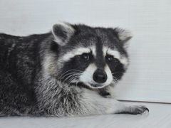 -浣熊柯尔鸭土拨鼠·电玩咖