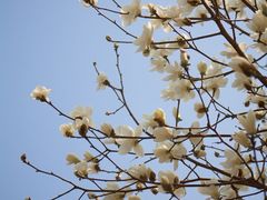 -护国法轮寺
