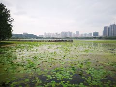 -月湖风景区