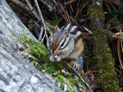 -五营红松林海景区