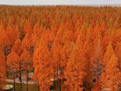 -黄海国家森林公园