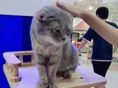 -喵园·猫主题咖啡厅·撸猫·猫咖(国贸店)