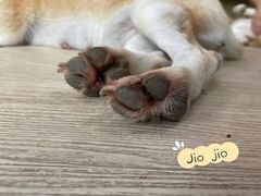 -柴犬高等学院·狗咖·柴犬售卖·宠物训练