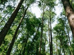 -上海共青森林公园