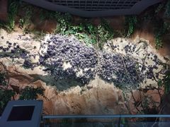 -中国地质博物馆