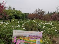 -洛阳郁金香牡丹园