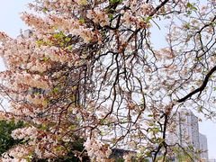 -成都市活水公园