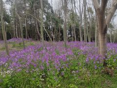 -上海海湾国家森林公园