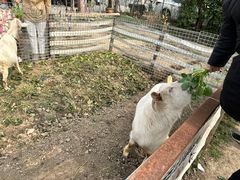 -小鱼草莓采摘园农家乐·小鱼餐厅