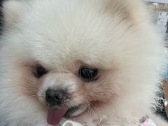 -汪说·狗咖·拼豆·宠物周边DIY(旺城大厦店)