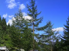 -武陵山森林公园