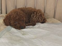 -喵汪萌宠屋旗舰店.洗澡美容.猫狗基地