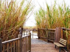 -五甲塘生态湿地公园