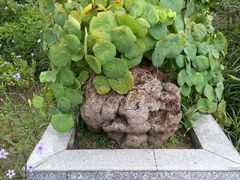 android_upload_pic-广州神农草堂中医药博物馆