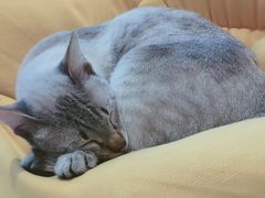 -藏猫猫咖啡主题馆(中央大道店)