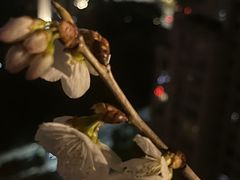 -九街淑芬掌中宝串串公司(两路金港国际店)