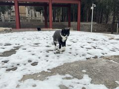 -四门塔风景区