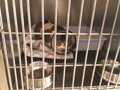 -艾贝尔宠物诊疗