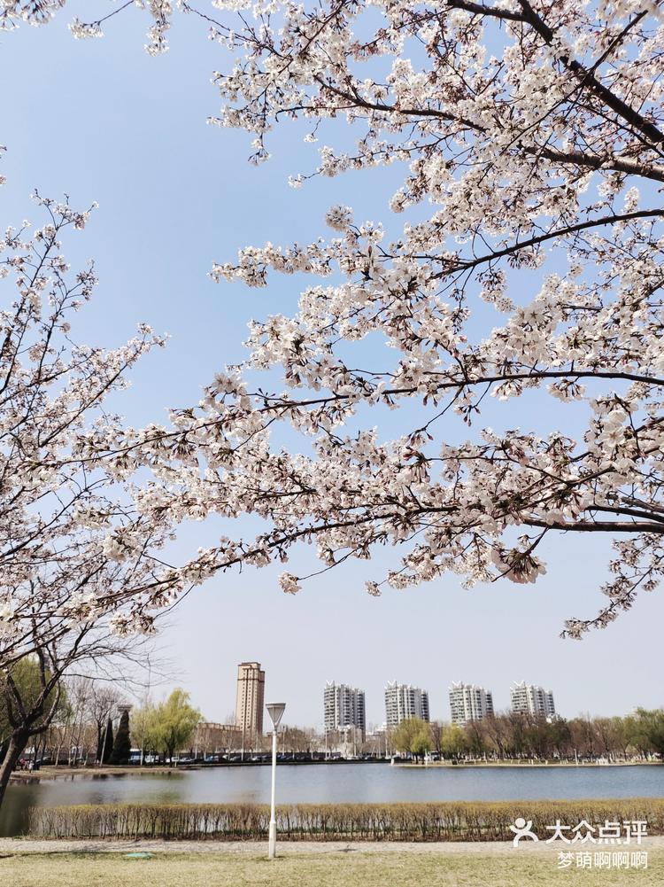 塘沽泰丰公园的樱花开好了