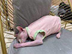 -藏猫猫咖啡主题馆(中央大道店)