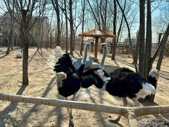 -大连森林动物园