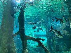 -福州罗源湾海洋世界旅游区