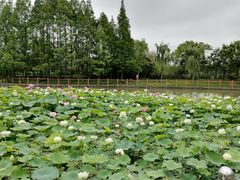 -黄兴公园