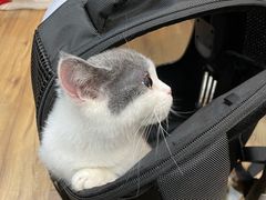 -1013 PET SHOP精品宠物商店(丁香店)