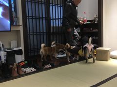 -逗柴咖啡屋·狗咖猫咖宠物桌游