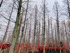 -东平国家森林公园