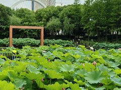 -陈家山荷花公园