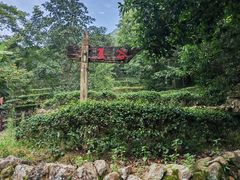 -雁南飞茶田景区