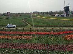 -荷兰花海